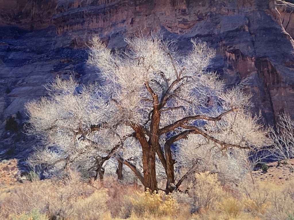Cottonwood and Light, Utah, Christopher Burkett 1987 D'Antan Art